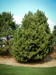 Сосна Чёрная (Pinus Nigra) купить по цене от 270.00р. в интернет-магазине «Посадика» с доставкой почтой в в Бабаевое и по всей России – [изображение №1].