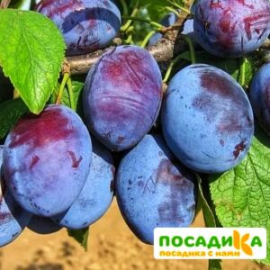 Слива Чачакская ранняя купить по цене от 229.00р. в интернет-магазине «Посадика» с доставкой почтой в в Бабаевое и по всей России – [изображение №1].