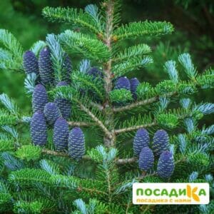 Пихта корейская (Abies koreana) купить по цене от 450.00р. в интернет-магазине «Посадика» с доставкой почтой в в Бабаевое и по всей России – [изображение №1].