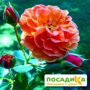 Роза Арабия купить по цене от 350.00р. в интернет-магазине «Посадика» с доставкой почтой в в Бабаевое и по всей России – [изображение №1].