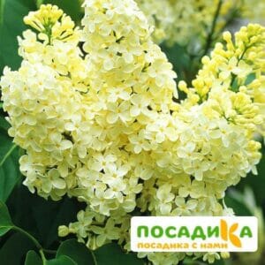 Сирень Примроуз (Primrose) купить по цене от 529.00р. в интернет-магазине «Посадика» с доставкой почтой в в Бабаевое и по всей России – [изображение №1].