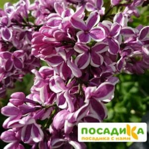 Сирень Сенсация купить по цене от 529.00р. в интернет-магазине «Посадика» с доставкой почтой в в Бабаевое и по всей России – [изображение №1].