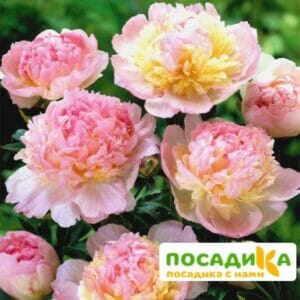 Пион Распберри Сандей (Paeonia Raspberry Sundae) купить по цене от 959р. в интернет-магазине «Посадика» с доставкой почтой в в Бабаевое и по всей России – [изображение №1].