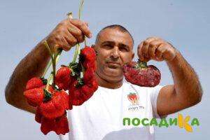 Клубника Гигант Джорнея купить по цене от 266р. в интернет-магазине «Посадика» с доставкой почтой в в Бабаевое и по всей России – [изображение №1].