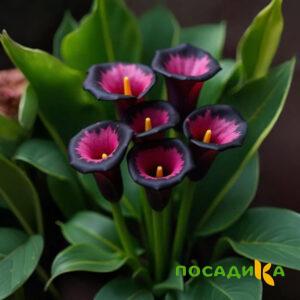 Калла Аура Лейс купить по цене от 400р. в интернет-магазине «Посадика» с доставкой почтой в в Бабаевое и по всей России – [изображение №1].