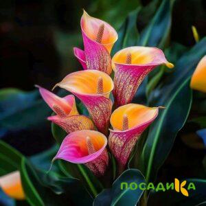 Калла Оникс купить по цене от 450р. в интернет-магазине «Посадика» с доставкой почтой в в Бабаевое и по всей России – [изображение №1].