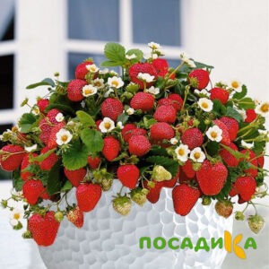 Клубника Рубиновый Шепот (горшечная) купить по цене от 240р. в интернет-магазине «Посадика» с доставкой почтой в в Бабаевое и по всей России – [изображение №1].