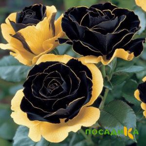 Роза Ханни Сикл купить по цене от 700р. в интернет-магазине «Посадика» с доставкой почтой в в Бабаевое и по всей России – [изображение №1].