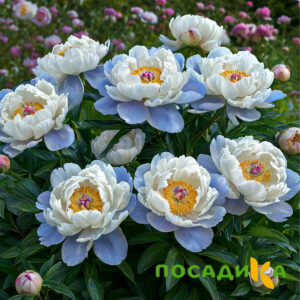 Пион акварельный Этюд купить по цене от 806р. в интернет-магазине «Посадика» с доставкой почтой в в Бабаевое и по всей России – [изображение №1].
