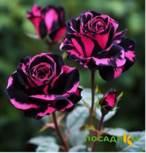 Роза Багровый Шепот купить по цене от 366р. в интернет-магазине «Посадика» с доставкой почтой в в Бабаевое и по всей России – [изображение №1].