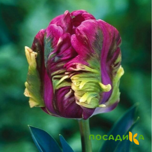 Тюльпан Экзотик Хэвен купить по цене от 186р. в интернет-магазине «Посадика» с доставкой почтой в в Бабаевое и по всей России – [изображение №1].