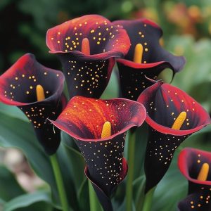 Калла Нуар купить по цене от 299р. в интернет-магазине «Посадика» с доставкой почтой в в Бабаевое и по всей России – [изображение №1].