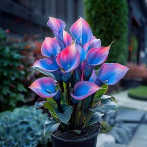 Калла Импрессия купить по цене от 590р. в интернет-магазине «Посадика» с доставкой почтой в в Бабаевое и по всей России – [изображение №1].