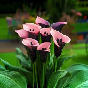 Калла Энигма купить по цене от 291р. в интернет-магазине «Посадика» с доставкой почтой в в Бабаевое и по всей России – [изображение №1].