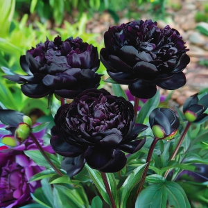 Пион Королевский Бархат купить по цене от 419р. в интернет-магазине «Посадика» с доставкой почтой в в Бабаевое и по всей России – [изображение №1].